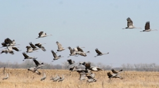 Los 7 mejores destinos de birdwatching del mundo